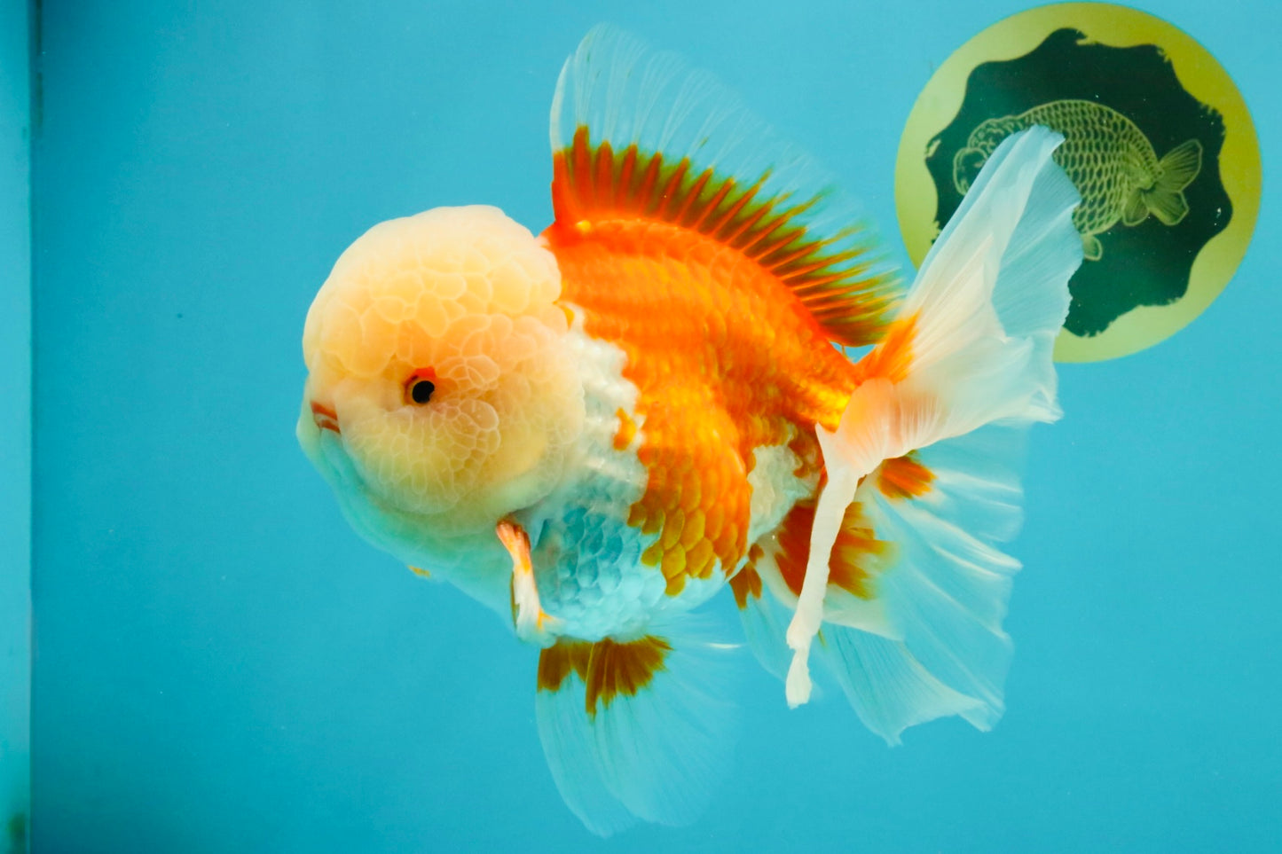 FLUFFY WEN AAA Grade Jade Head Red White Oranda Male 7.5 inches #071726OR_02