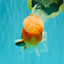 A Grade Jade Head Sakura Oranda Male 6-6.5 inches #082826OR_01