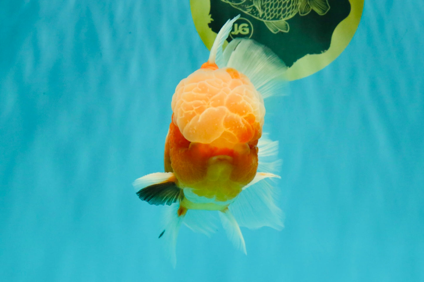 A Grade Jade Head Sakura Oranda Male 6-6.5 inches #082826OR_01