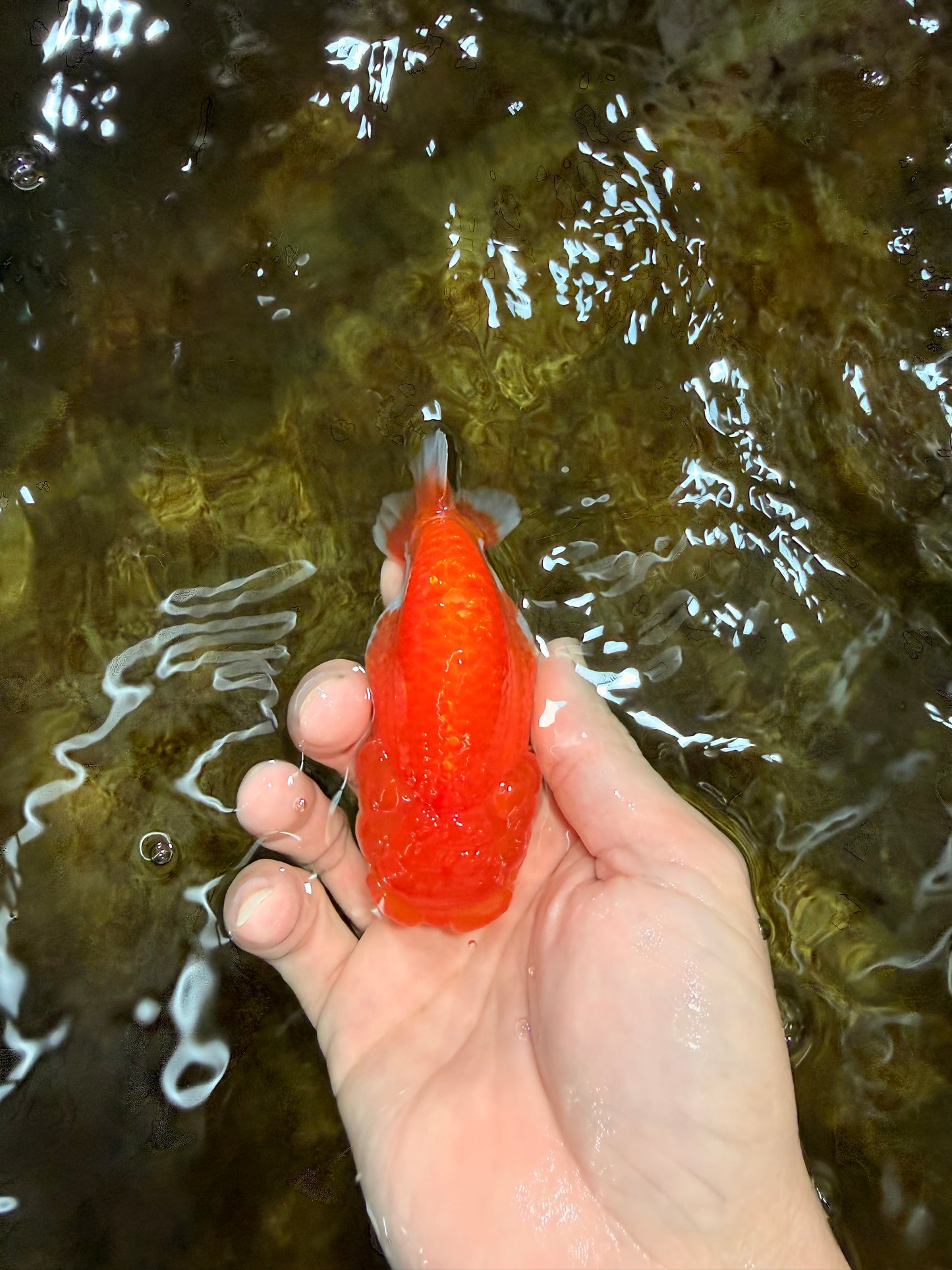 A Grade Red White LionQueen 4 inches #112125LC_12