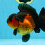 A Grade Apache Yuanbao Male 5 inches #101025YB_26
