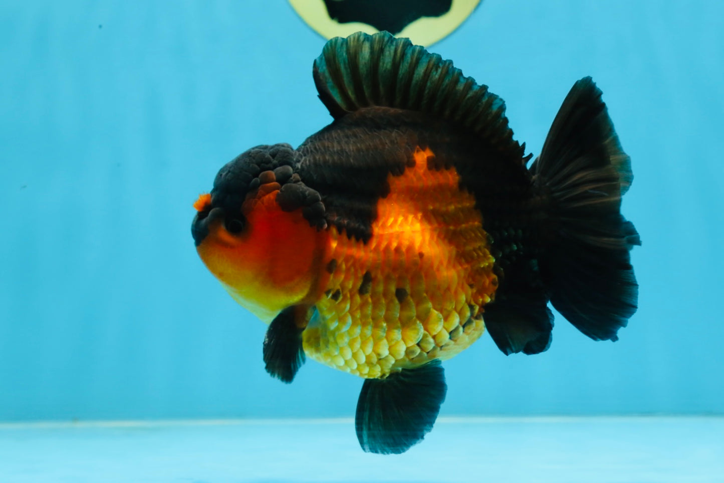 A Grade Apache Yuanbao Male 5 inches #101025YB_26