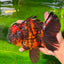 AAA Grade Tiger Oranda Male 6-6.5 inches #0927OR_01