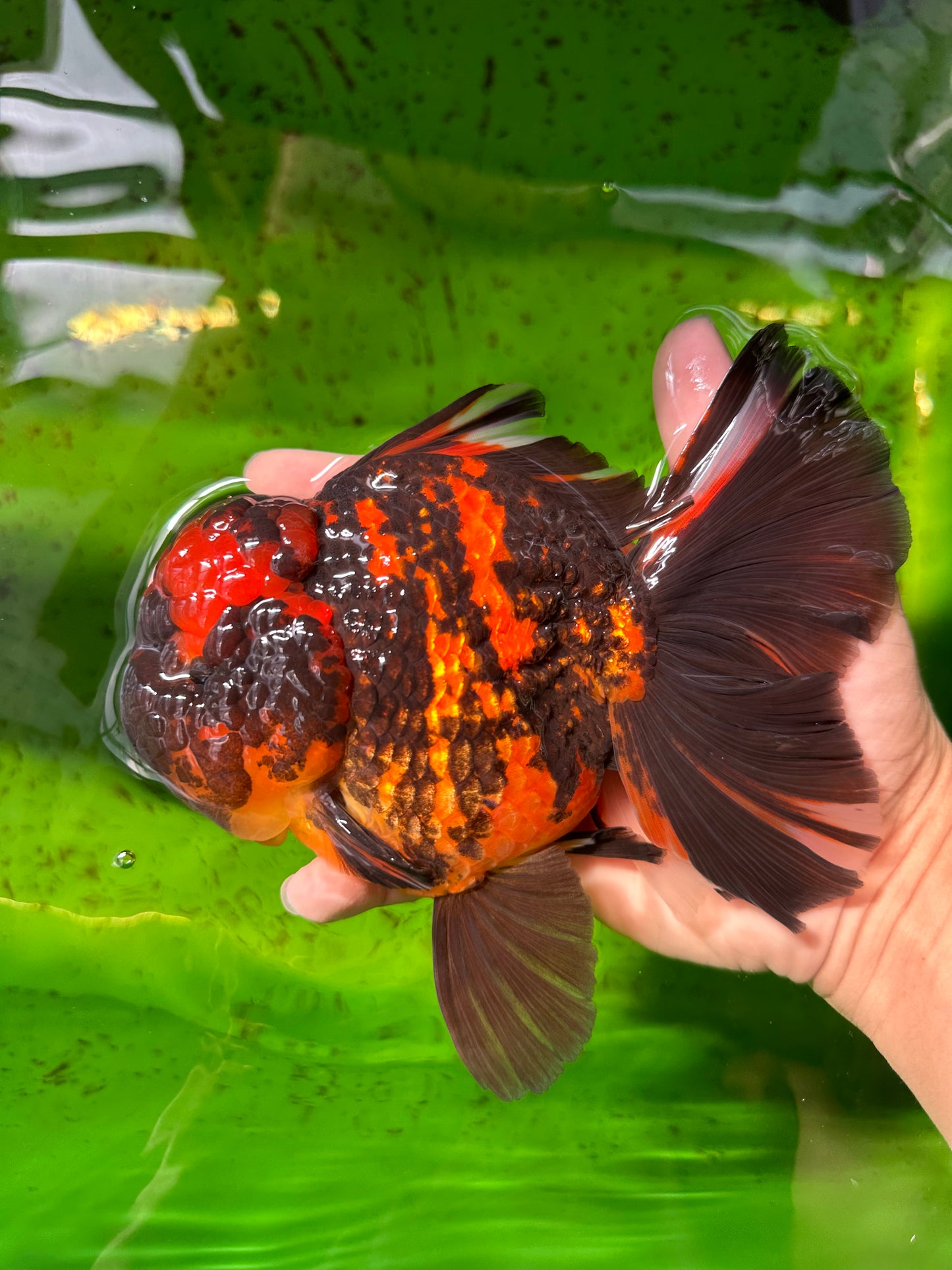 AAA Grade Tiger Oranda Male 6-6.5 inches #0927OR_01