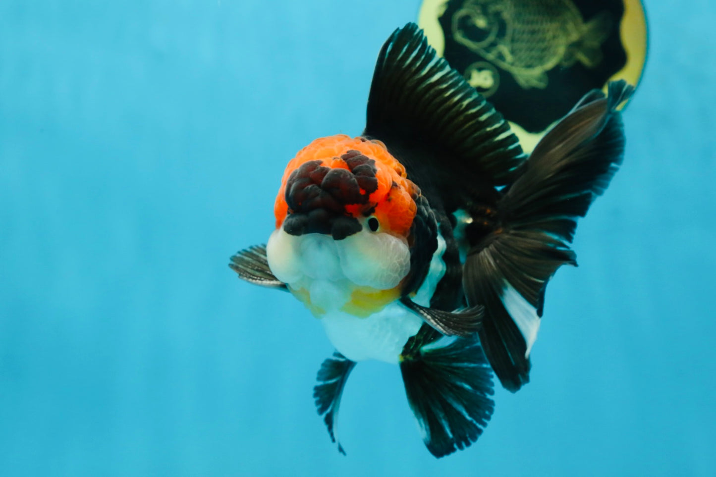 AAA Grade Tricolor Oranda Male 5.5 inches #052325_11