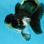 A Grade Panda Button Eyes Oranda Male 5 inches #080825OR_02