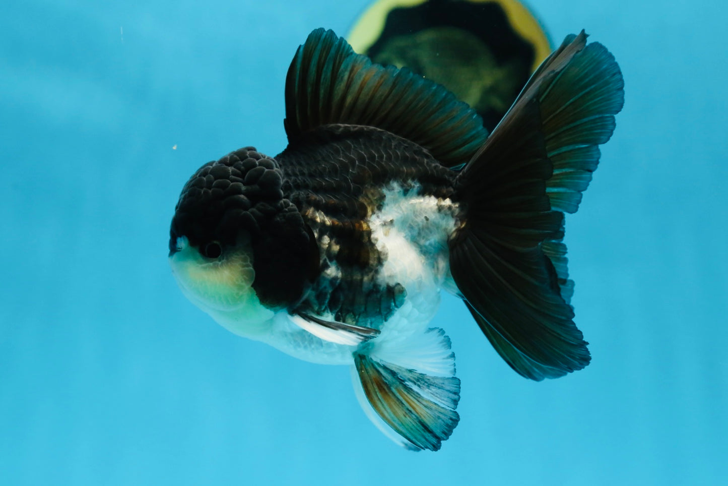 A Grade Panda Button Eyes Oranda Male 5 inches #080825OR_02