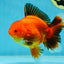 AAA Grade Apache Oranda Male 5-5.5 inches #050925OR_51