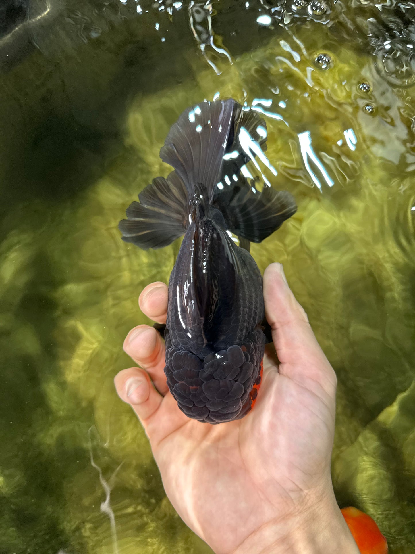AAA Grade Godzilla Apache Oranda Male 5.5 inches #050925OR_55