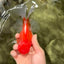 UNIQUE A Grade Red White Oranda Male 5.5 inches #070626OR_10