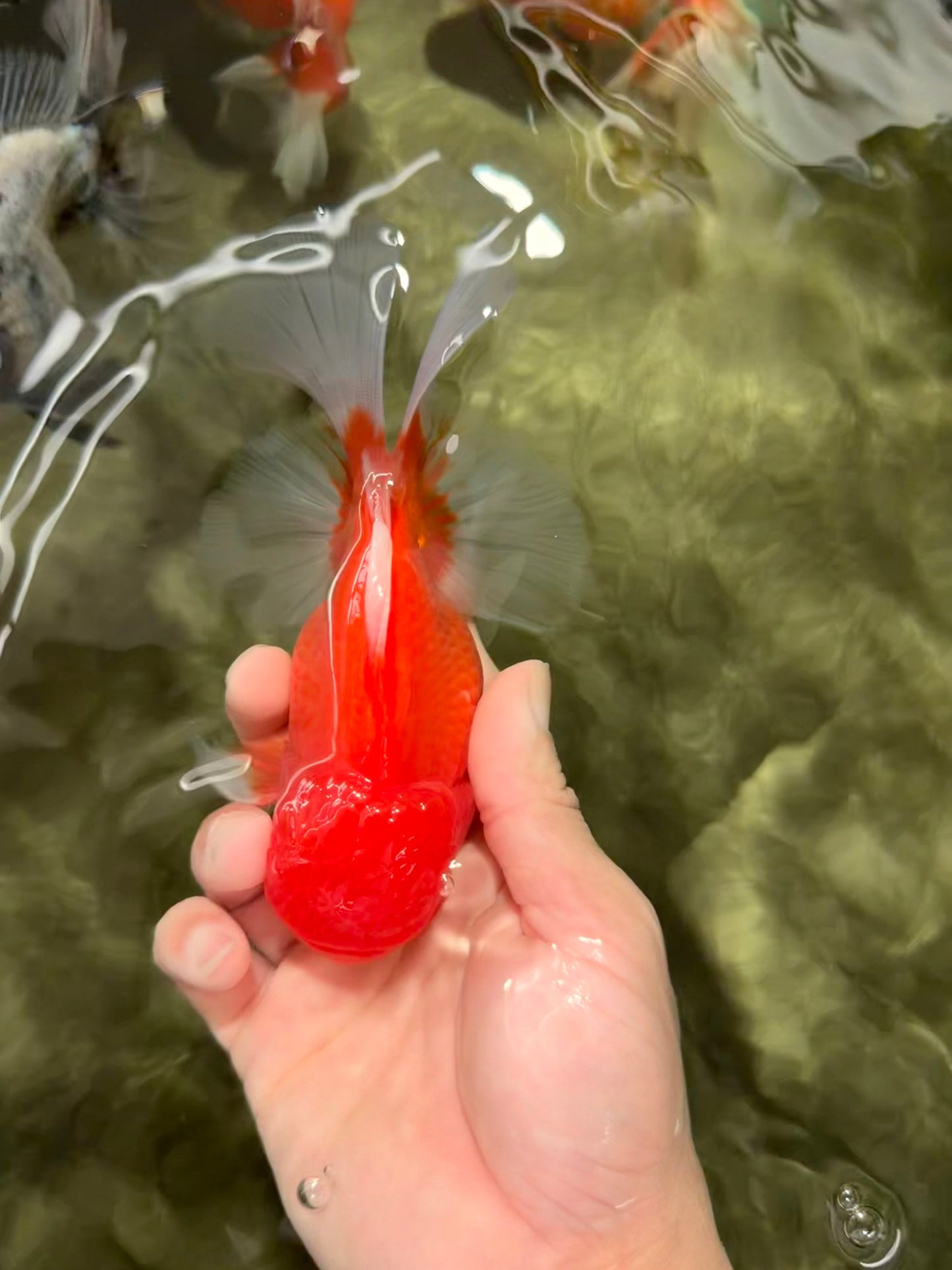 UNIQUE A Grade Red White Oranda Male 5.5 inches #070626OR_10