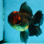 A Grade Lava Head Apache Oranda Male 6 inches #091925OR_13