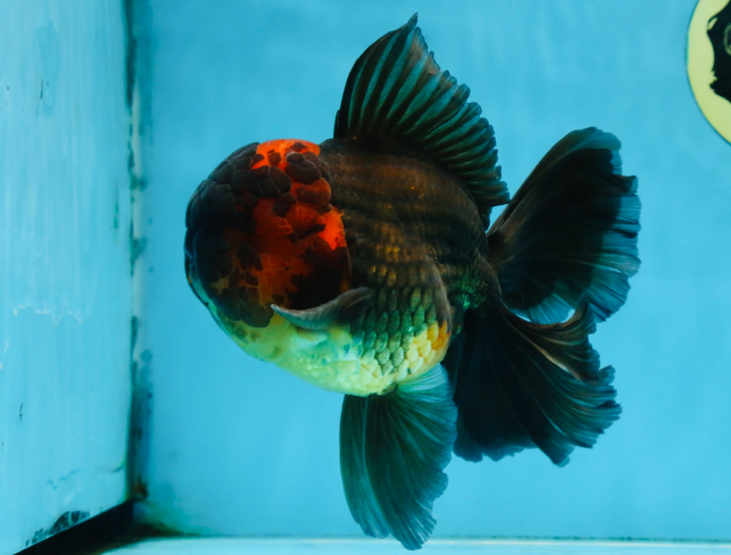 A Grade Lava Head Apache Oranda Male 6 inches #091925OR_13