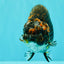 Tiger Ranchu Female 6 inches #100926RC_32