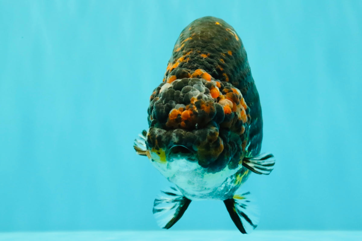 Tiger Ranchu Female 6 inches #100926RC_32