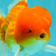 Red White Oranda Male 6 inches #082126OR_09