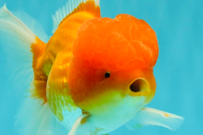 Red White Oranda Male 6 inches #082126OR_09