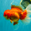 JUMBO AAA Grade Red White Oranda Male 8.5 inches #071726OR_01
