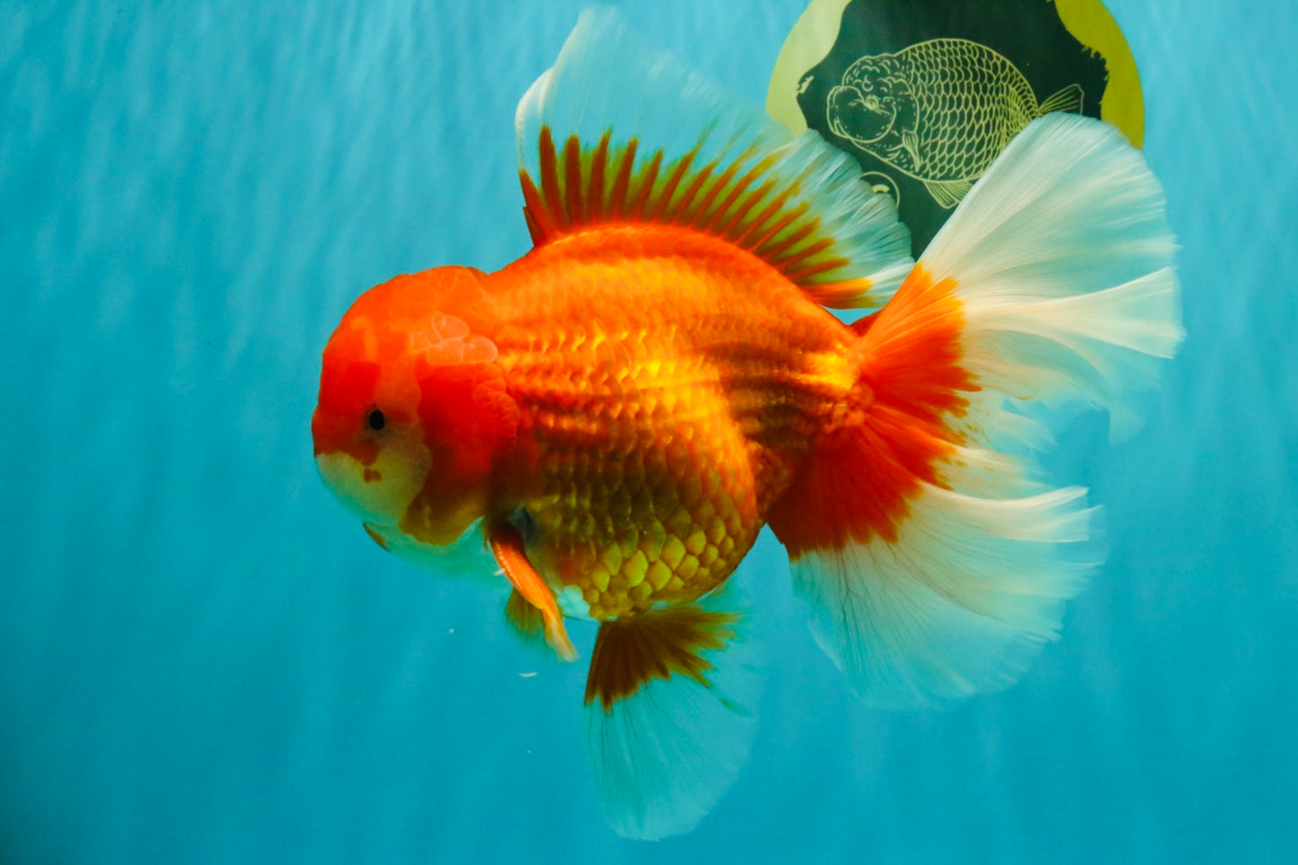 JUMBO AAA Grade Red White Oranda Male 8.5 inches #071726OR_01