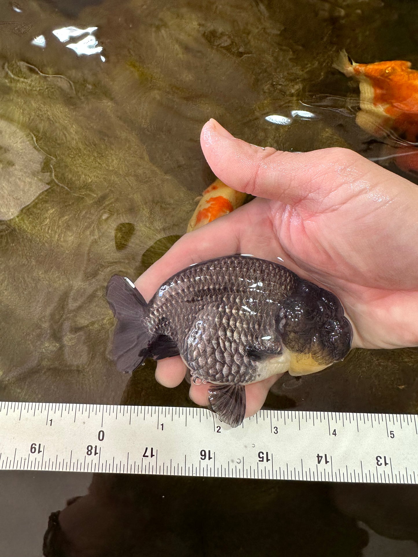 AAA Grade Black Blue LionQueen 4-4.5 inches #051625LC_03