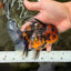 CHUNKY AAA Grade Tiger Oranda Male 5.5 inches #082826OR_07