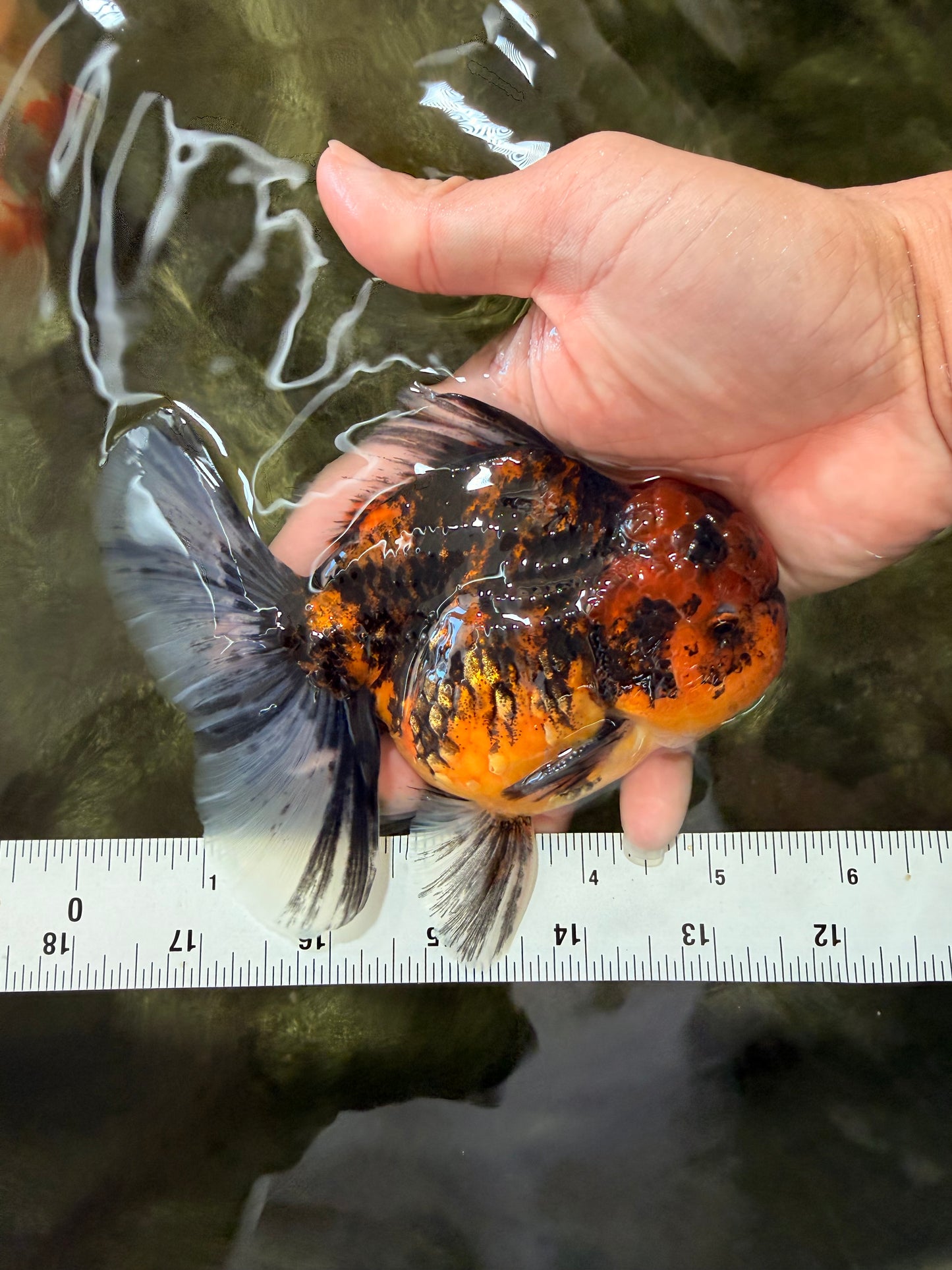 CHUNKY AAA Grade Tiger Oranda Male 5.5 inches #082826OR_07
