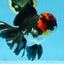 AAA Grade LAVA Tricolor Oranda Male 6 inches #090525OR_12
