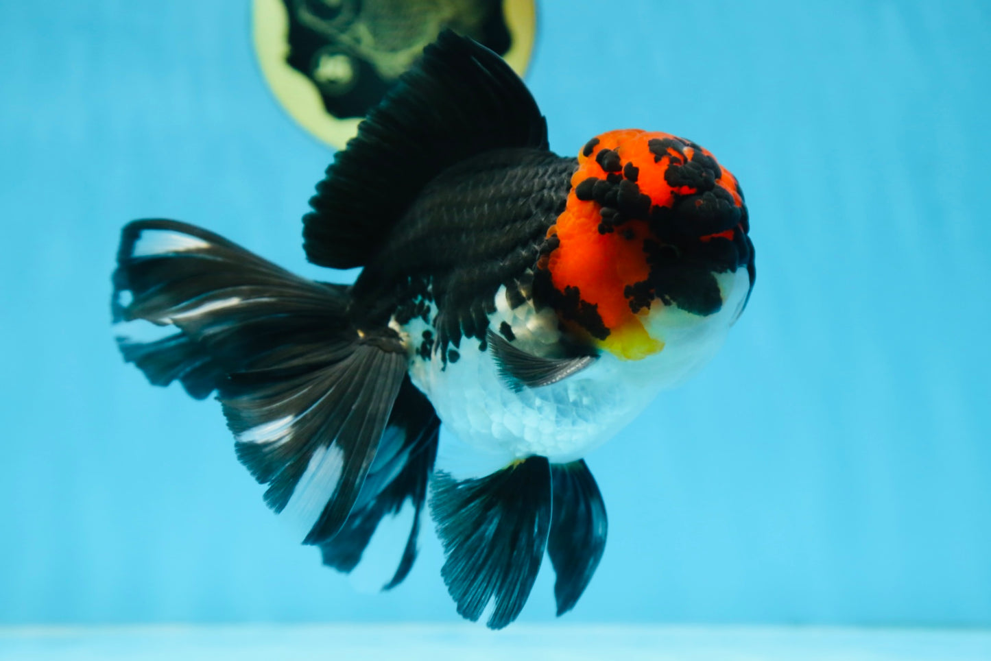 AAA Grade LAVA Tricolor Oranda Male 6 inches #090525OR_12