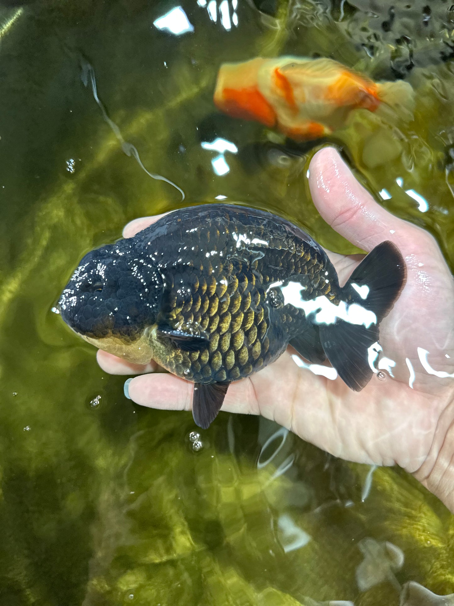 AAA Grade Hugh Back Black Ranchu 5-5.5 inches #050925RC_02