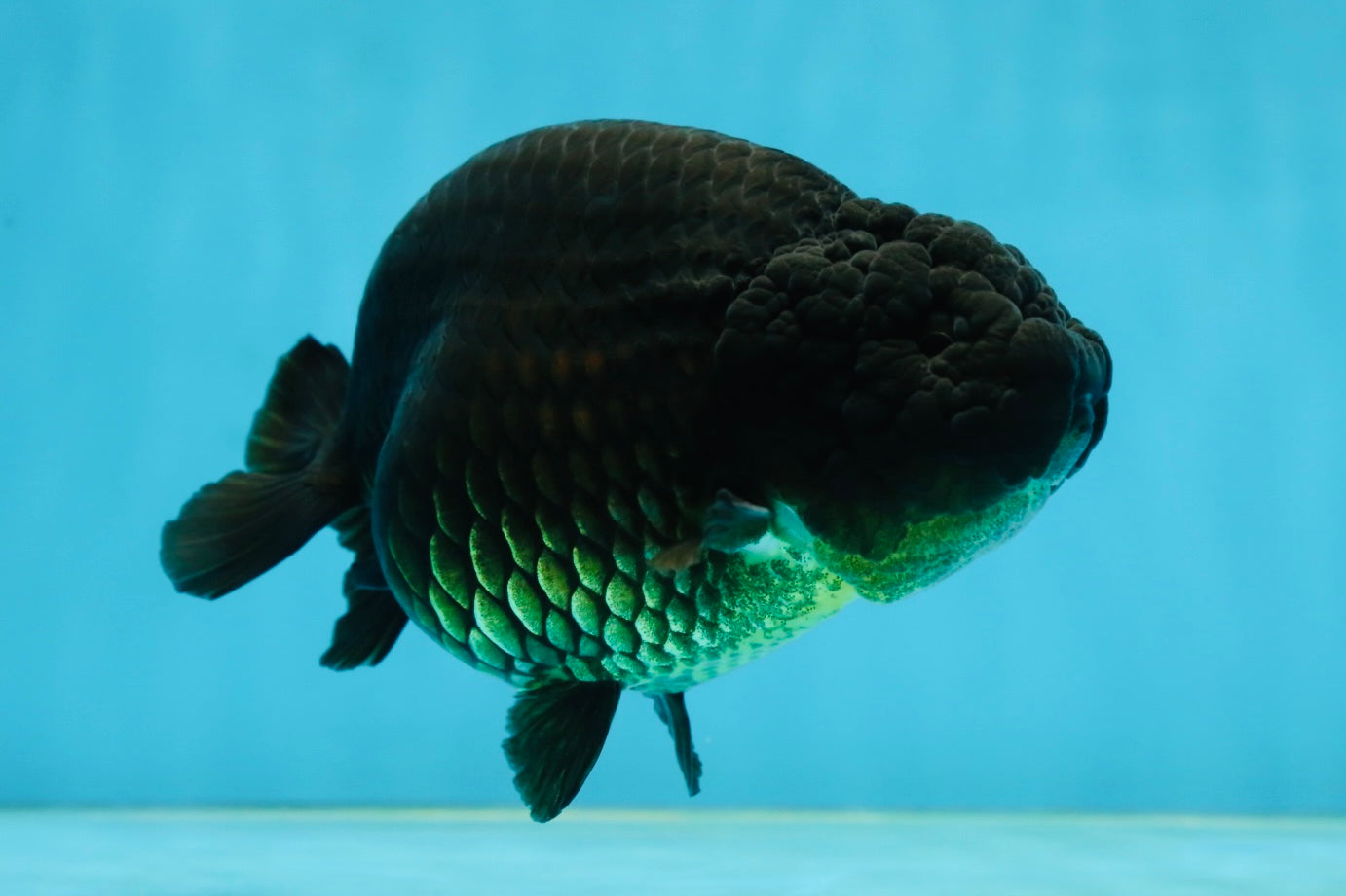 AAA Grade Black LionQueen 5 inches #062725LC_05