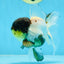 Panda Oranda Female 5 inches #080825OR_08