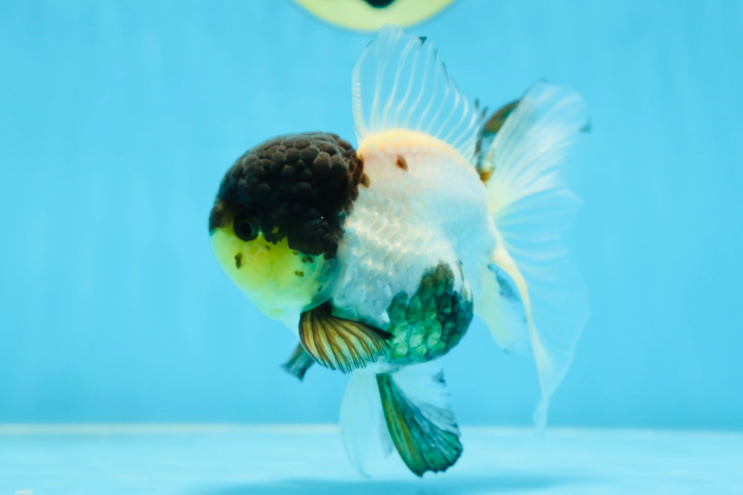 Panda Oranda Female 5 inches #080825OR_08