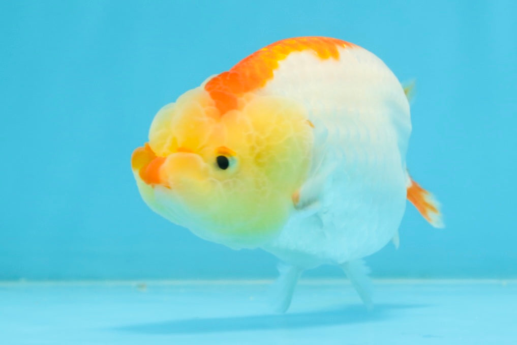 A Grade Young Red White LionQueen 4 inches #101025LC_03