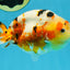 AAA Grade Tricolor Milk Cow Ranchu Female 5 inches #101025RC_15