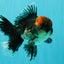 AAA Grade Red Head Kirin Oranda Male 6-6.5 inches #070326OR_27