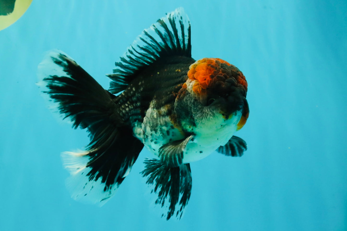 AAA Grade Red Head Kirin Oranda Male 6-6.5 inches #070326OR_27