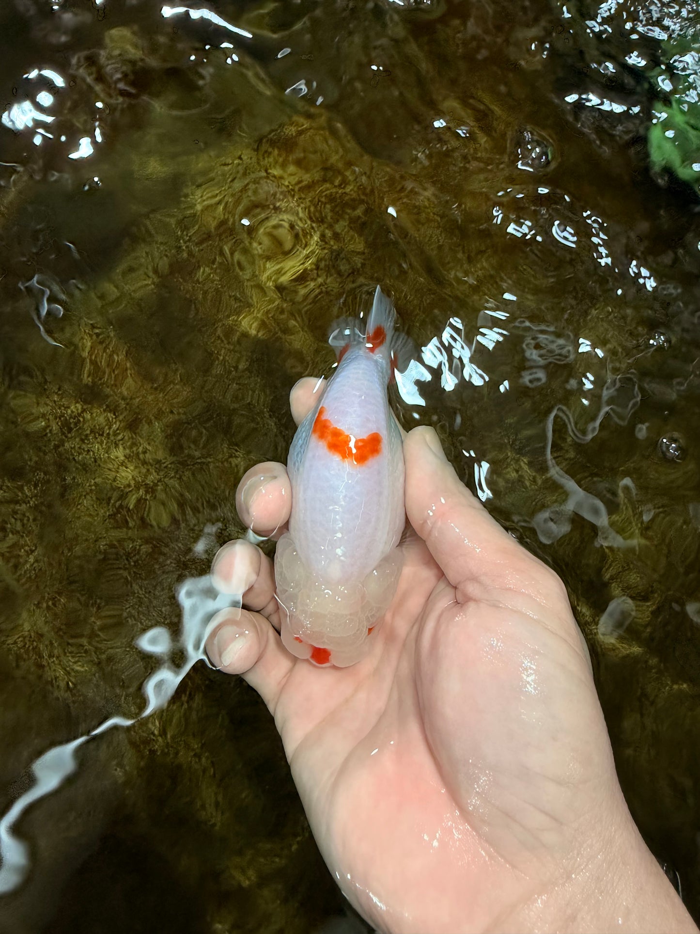 A Grade Red White LionQueen 4 inches #112125LC_09