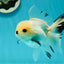 A Grade Panda Black Nose Button Eyes Oranda Female 5 inches #111524OR_19