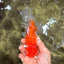 A Grade Red White Oranda Male 6 inches #081426OR_13