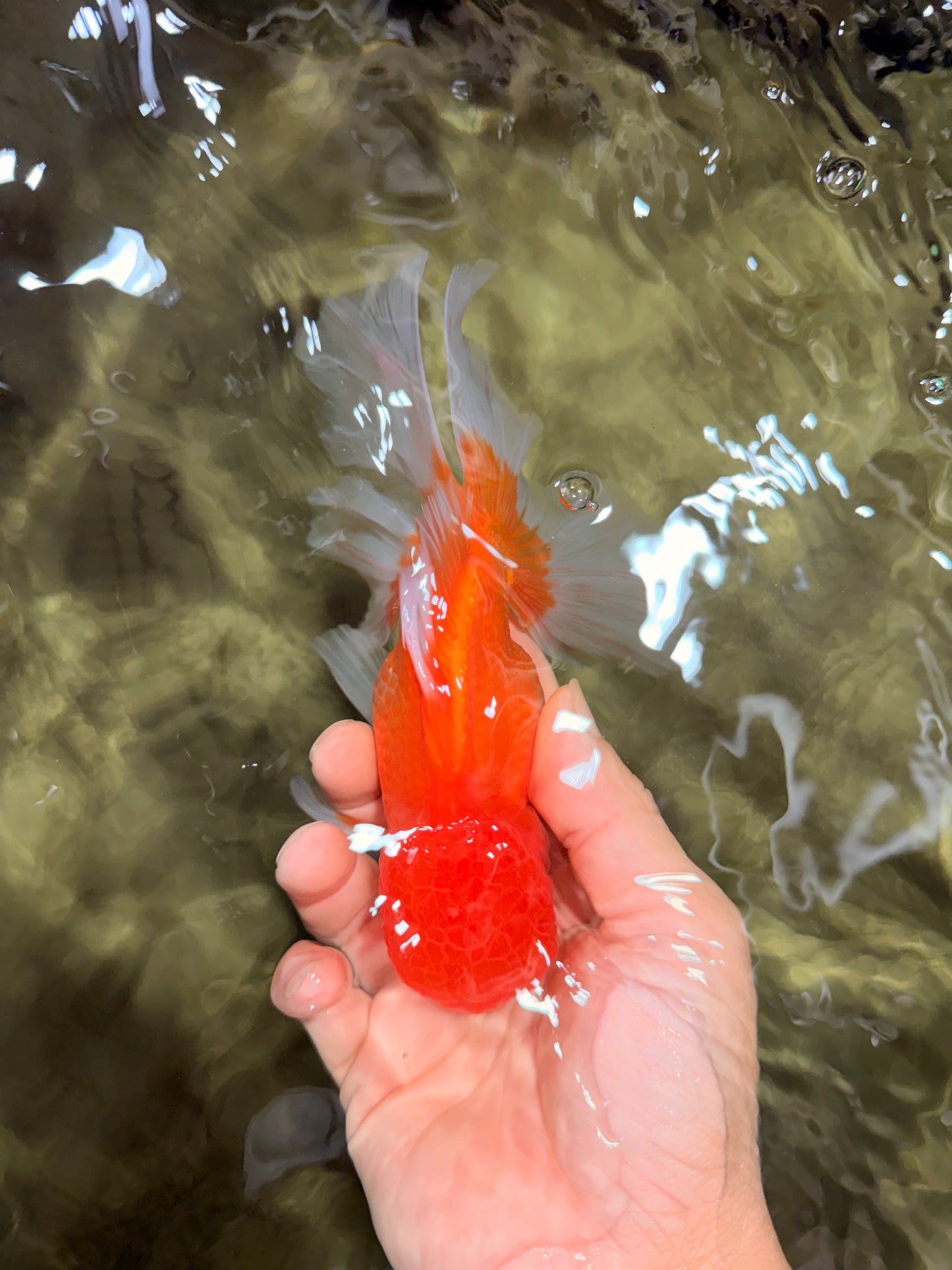 A Grade Red White Oranda Male 6 inches #081426OR_13