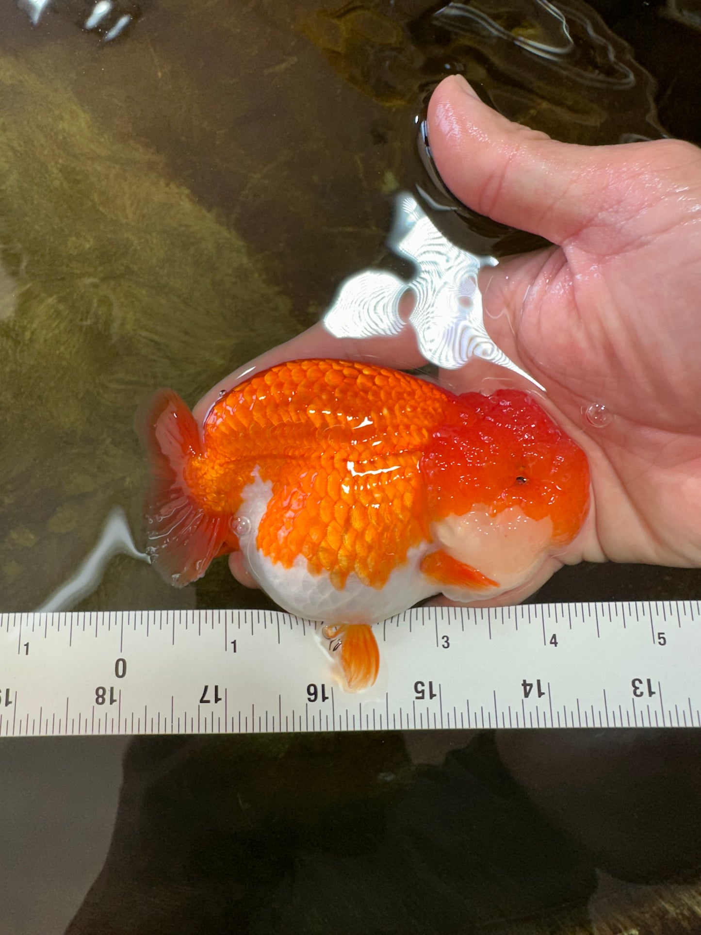 SUPER NUGGET A Grade Chubby Belly Red White LionQueen 4-4.5 inches #062025LC_11