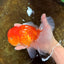 A Grade Sakura Oranda Male 6-6.5 inches #121925OR_11