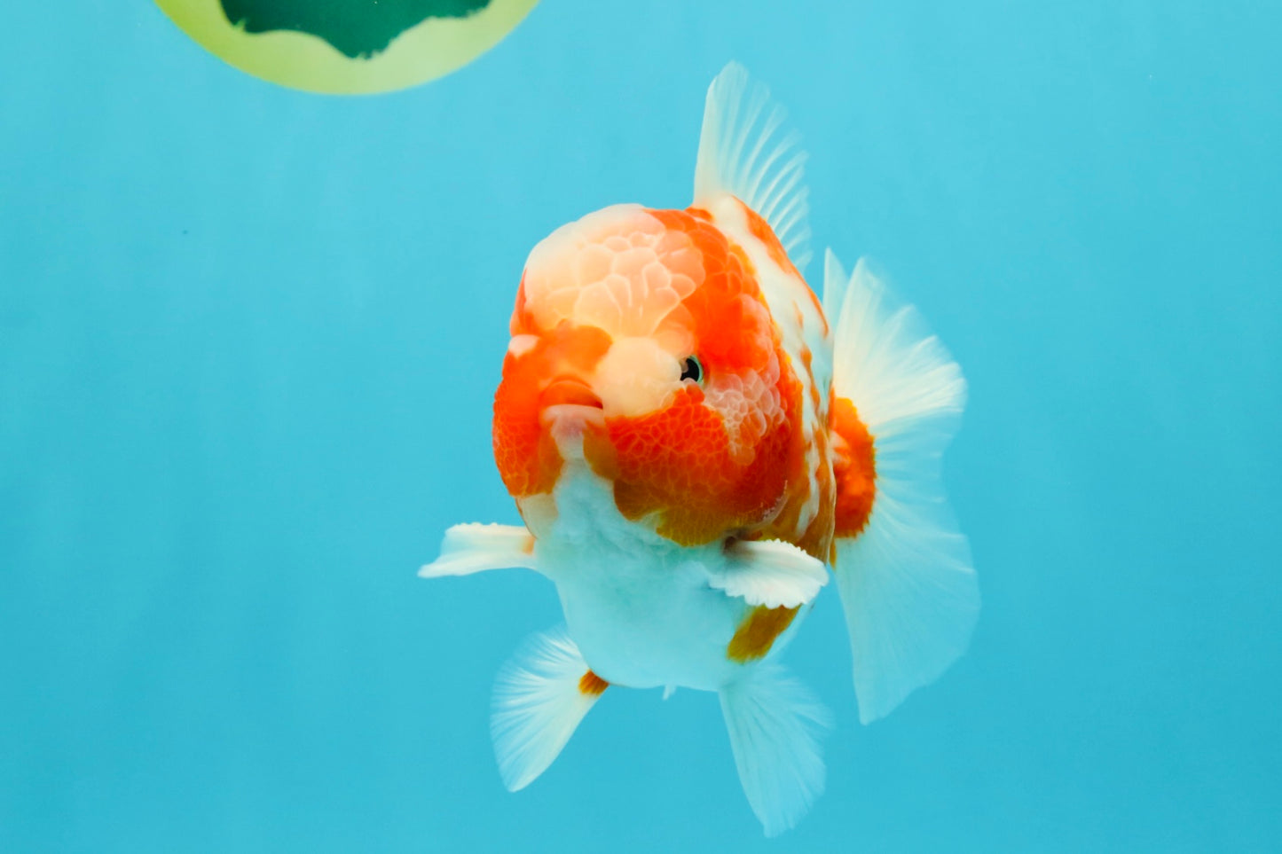 CHONKY AAA Grade Sakura Yuanbao Male 5 inches #032026YB_19