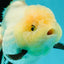 A Grade Fluffy Wen Panda Oranda Female 5-5.5 inches #110824OR_03