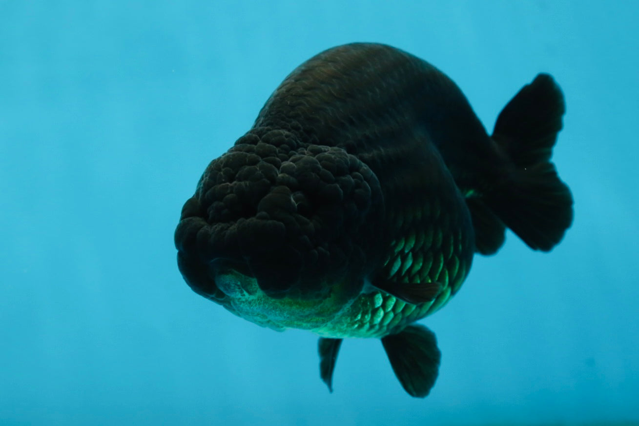 AAA Grade Black LionQueen 5 inches #062725LC_05