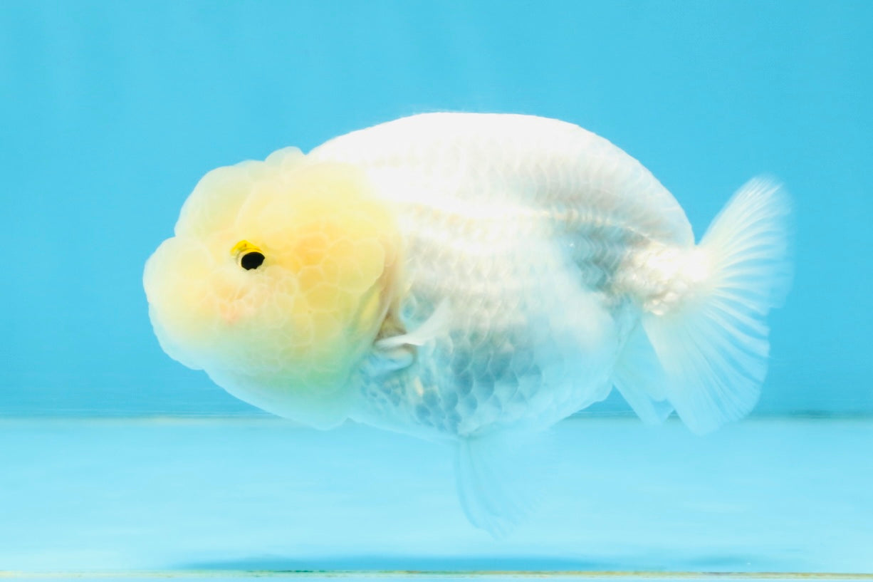 A Grade White LionQueen 3.5-4 inches #112125LC_07