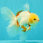 A Grade Lipstick Red White Oranda Male 5.5-6 inches #102326OR_14