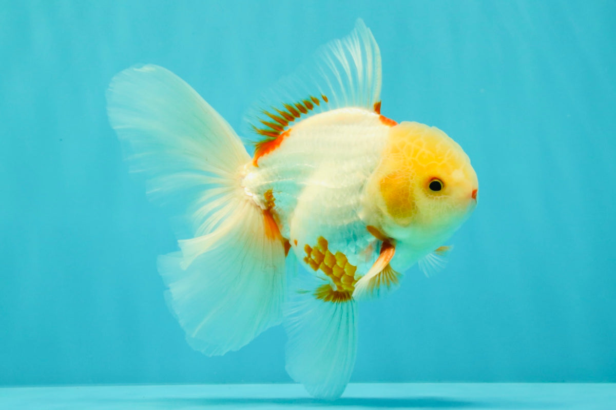 A Grade Lipstick Red White Oranda Male 5.5-6 inches #102326OR_14