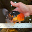 A Grade Super Mario Apache Oranda Male 5-5.5 inches #081525OR_23