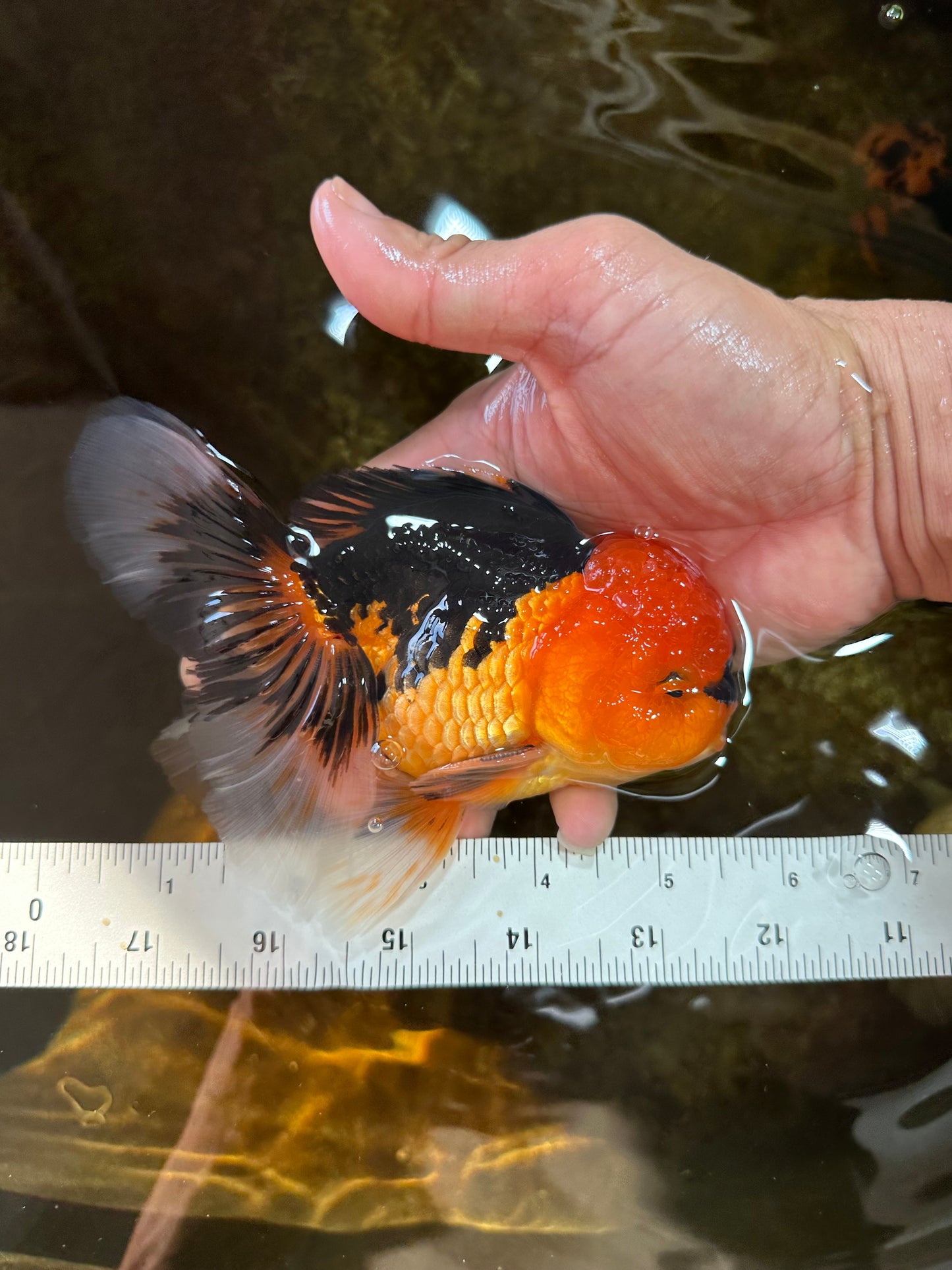 A Grade Super Mario Apache Oranda Male 5-5.5 inches #081525OR_23